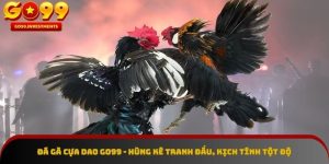 Đá gà cựa dao